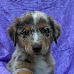 Charlie - Red merle male Australian Shepherd puppy in Plant City, Florida from G2K9’s