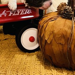 Goldendoodle Puppies from Labradoodleday
