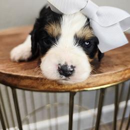 Rose - Tri-color female Cavapoo puppy in Roseville, California from Heavenly Goldendoodles