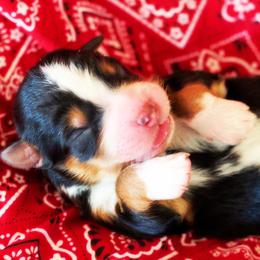 Boy 2 - male Australian Shepherd puppy in Paola, Kansas from Tiz Ranch