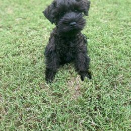 Miniature Schnauzer Puppies from Southpaw Schnauzers