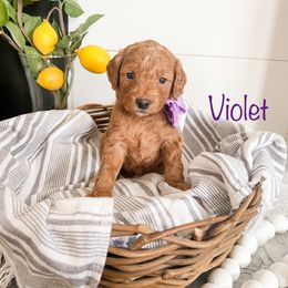 Goldendoodle Puppies from Doodle Love ❤️ Goldendoodle puppies
