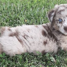 Miniature Australian Shepherds from Country Legends Aussies