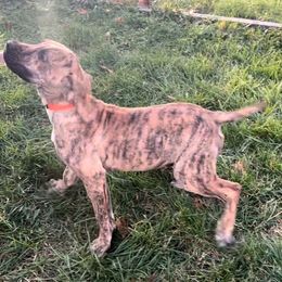 Boy 4 - male Perro de Presa Canario puppy in Madison, Ohio from Joshua's Perro de Presa Canario