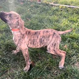 Boy 4 - male Perro de Presa Canario puppy in Madison, Ohio from Joshua's Perro de Presa Canario