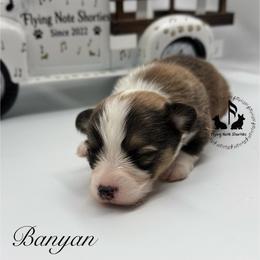 Banyan Full Fluffy With A Tail - Sable male Pembroke Welsh Corgi puppy in Casper, Wyoming from Flying Note Shorties