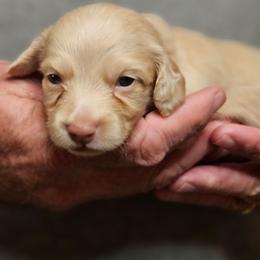 Olive Blue Collar Male TOBY - Cream male Dachshund puppy in Trade, Tennessee from TN Miniature Dachshunds & Basset Hounds