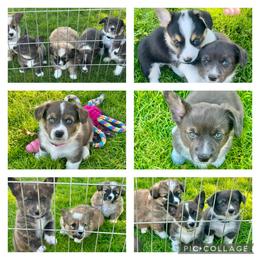 Cardigan Welsh Corgi and Pembroke Welsh Corgi Puppies from Patriot American Corgi