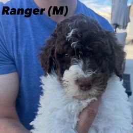 Bernedoodle Puppies from Coconutbernedoodles