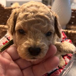 Jasper - Green - male Cavapoochon puppy in Fairmont, West Virginia from Robin Nelson