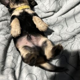 Dachshund Puppies from GypsyDox