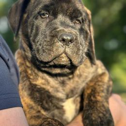 Lily - Brindle female Mastiff puppy in Carthage, Missouri from Mama’s Mastiffs