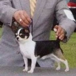 Bowie - Chihuahua
