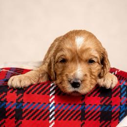 Clementine - Red  female Goldendoodle puppy in Rocky Point, North Carolina from CelticDoods
