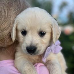 Miss Purple - Light golden female Golden Retriever puppy in Nampa, Idaho from Farmhouse Goldens