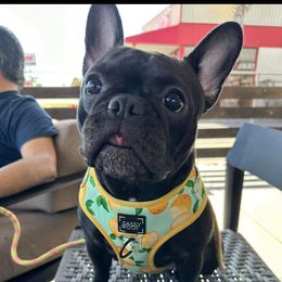 Little Baby - French Bulldog