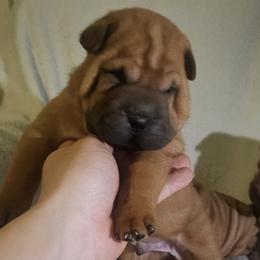 Rocky - Red fawn male Chinese Shar-Pei puppy in Bakersfield, California from Cashmerewrinkles