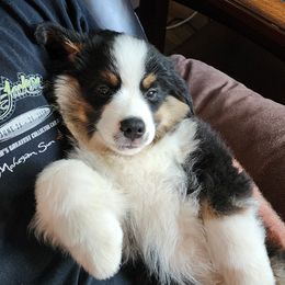 Miniature American Shepherd Puppies from Sterling Acres