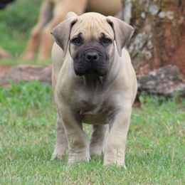 Chip(Black) - Brown male Boerboel puppy in Shawnee, Oklahoma from TXT Boerboels