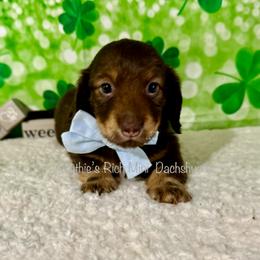 Boy one - Chocolate and cream male Dachshund puppy in Lakeland, Florida from Ruthie’s Rich Mini Dachshunds