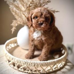 Eloise - Red female Cavapoo puppy in Danielsville, Georgia from Meg's Doodles and Poodles