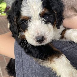 Gunner - Tri-color male Bernedoodle puppy in Lancaster, Pennsylvania from Homestead Bernedoodles