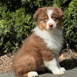 Audit red tri male 4 - Red tri-color male Australian Shepherd puppy in Chehalis, Washington from Wandering Acres Ranch
