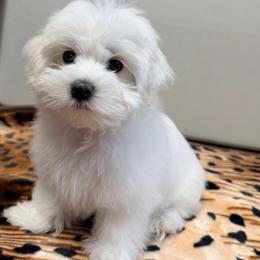 Maltese Puppies from Medhat Samuel