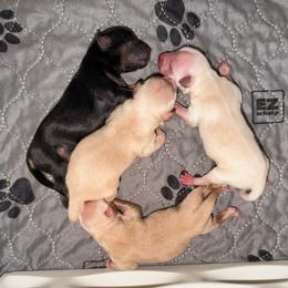 Black and tan - Black and silver male Miniature Schnauzer puppy in Kaufman, Texas from KK’s Krazy Kennels