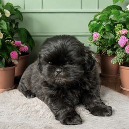 Black female - Black female Shih Tzu puppy in Oklahoma from Rocky Oak Cavaliers & Biewer Terriers LLC
