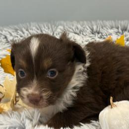 Abby - Red tri female Toy Australian Shepherd puppy in Ambrose, Georgia from Brandilyn's Aussies
