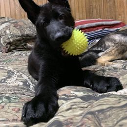 German Shepherd Puppies from Northwinds German Shepherds