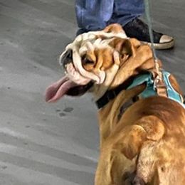 Bulldogs from Bulldogs den