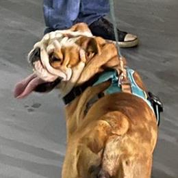 Bulldogs from Bulldogs den