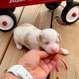 Coral - Parti female Poodle puppy in Dunn, North Carolina from Sandy Creek Kennels