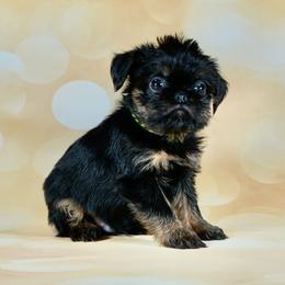Green Collar - Black and tan male Brussels Griffon puppy in Florida from Robin’s Griffons