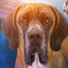 Odessa - Great Dane