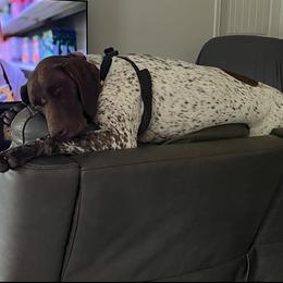 Harley - Liver roan female German Shorthaired Pointer puppy in Huntington, Texas from B&B GSP’S