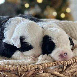 Old English Sheepdogs and Sheepadoodles from Sheepdogs of Summer Ridge