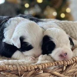 Old English Sheepdogs and Sheepadoodles from Sheepdogs of Summer Ridge