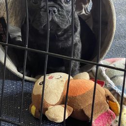 French Bulldog Puppies from Mayfair French Bulldogs