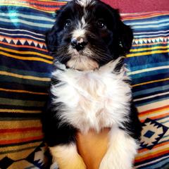 Bordoodle Puppies from JM Lazy S Doodles