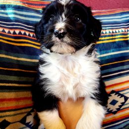 Bordoodle Puppies from JM Lazy S Doodles