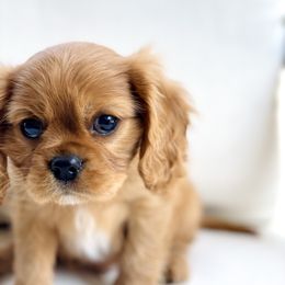 Cavalier King Charles Spaniel Puppies from Farrever Cavaliers