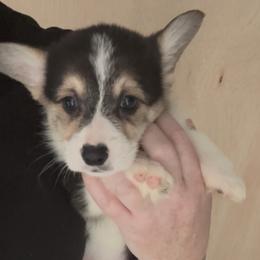 AKC Light Green Tri - Black and tan male Pembroke Welsh Corgi puppy in Summerfield, Florida from Promise Land Farm