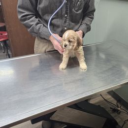 Female 4 - Buff female Cocker Spaniel puppy in Alford, Florida from Gates Cocker Spaniels