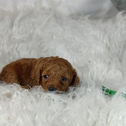 Milo OFA and CHIC parents - Red  male Poodle puppy in Westfield, North Carolina from Legacy Pets