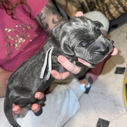 Boy 5 - Great Dane puppy in Ohio from Loyal-Loves Great Danes