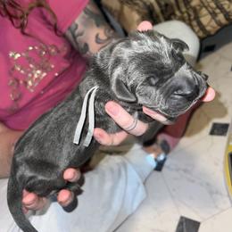 Boy 5 - Great Dane puppy in Ohio from Loyal-Loves Great Danes