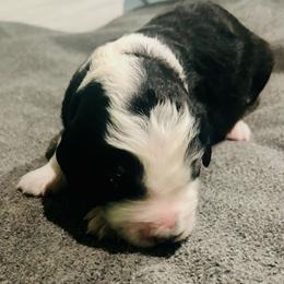 Boy 3 - Black and white male Aussiedoodle puppy in Melrose, Florida from Howdilly Doodley